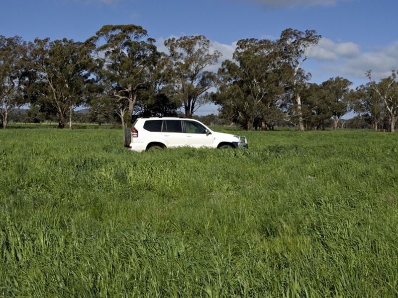 00 LALOKI STOCKINBINGAL, Young NSW 2594