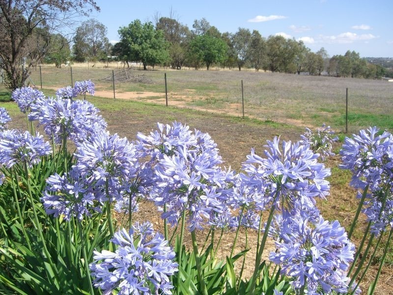 89 Berkley’s Road, Young NSW 2594