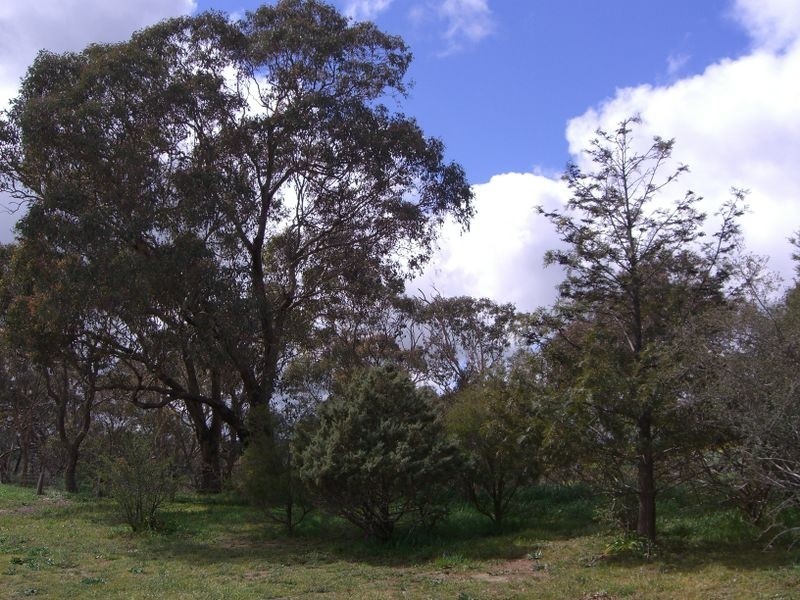 89 Berkley’s Road, Young NSW 2594