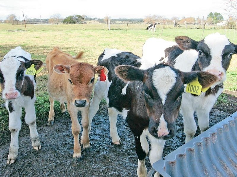 Croobyar F 46 Ringland Lane, Milton NSW 2538