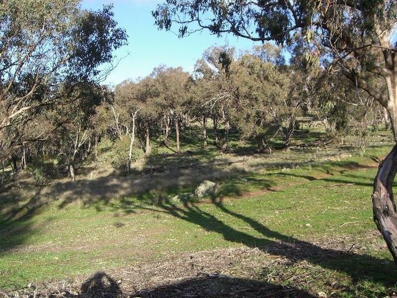 3654 Murringo Road, Young NSW 2594