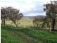 3654 Murringo Road, Young NSW 2594
