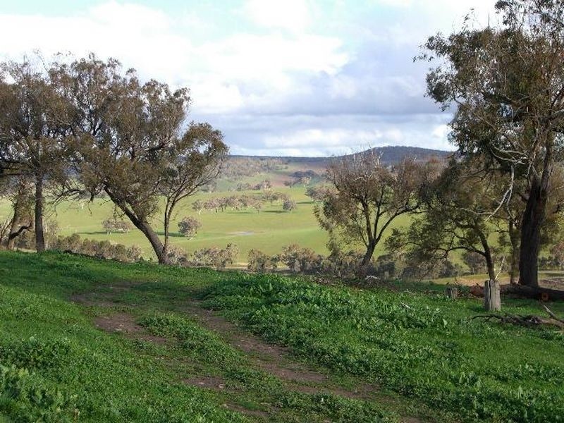 3654 Murringo Road, Young NSW 2594
