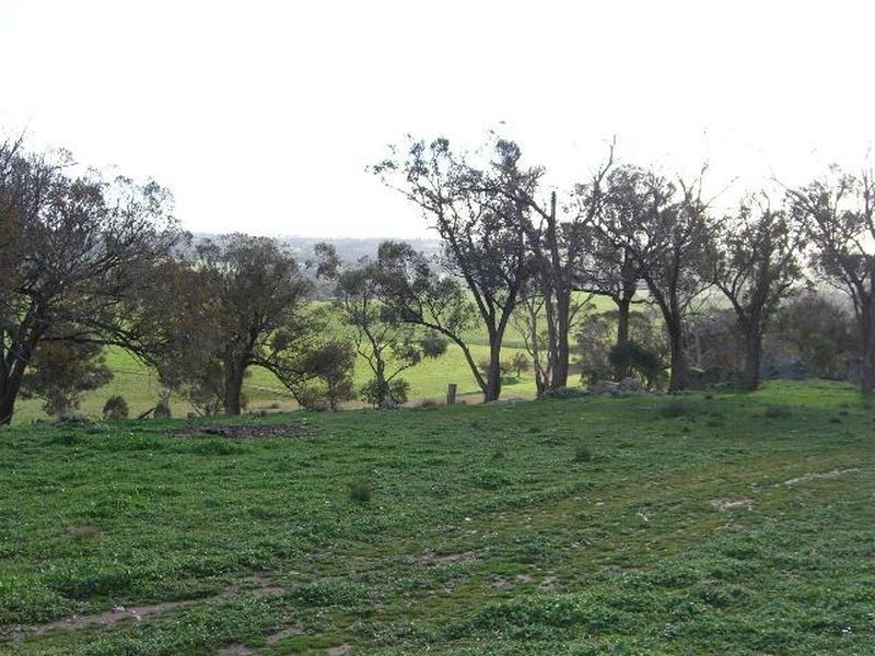3654 Murringo Road, Young NSW 2594