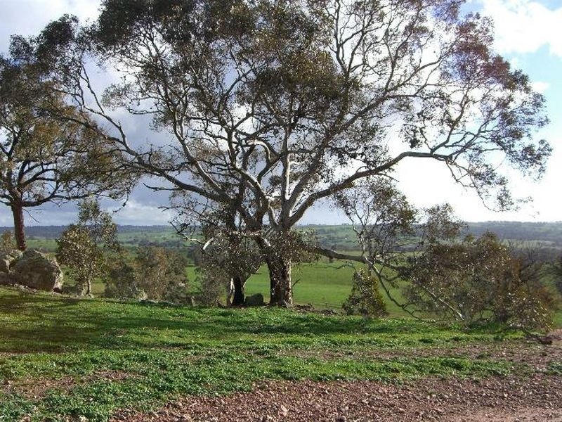 3654 Murringo Road, Young NSW 2594