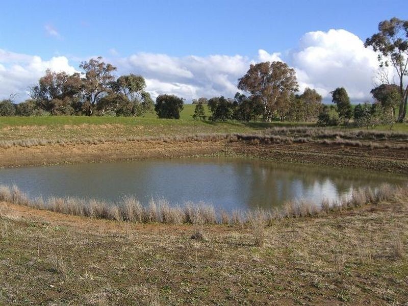 3654 Murringo Road, Young NSW 2594