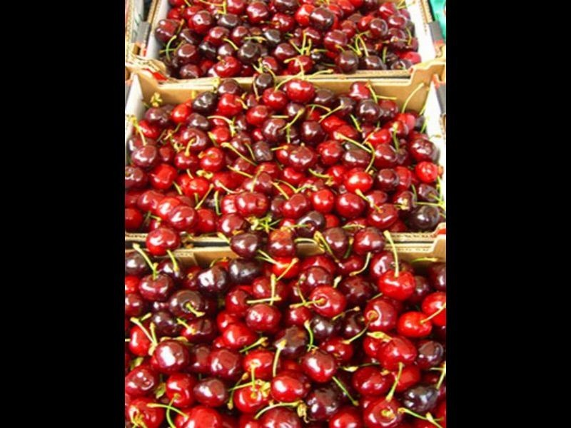 CHERRYHAVE Olympic Way North, Young NSW 2594