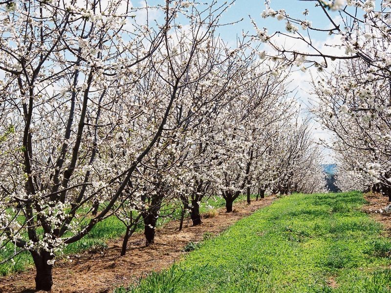 CHERRYHAVE Olympic Way North, Young NSW 2594