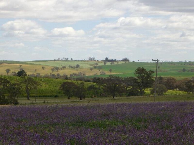 00 Chellew Place (Jasprizza Lane), Young NSW 2594