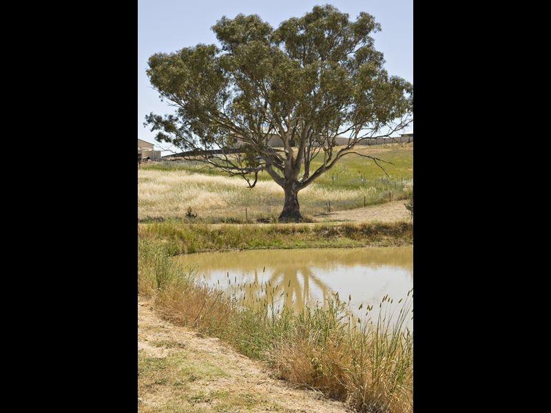52 Newtons Rd, Young NSW 2594