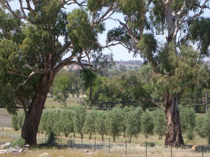 1 Quamby Lane, Young NSW 2594