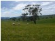 1798 Boorowa Rd, Young NSW 2594