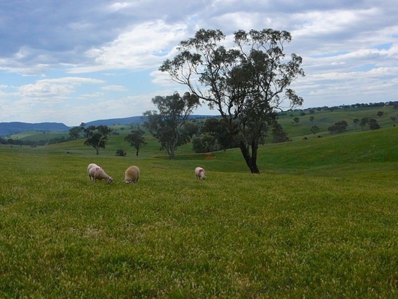 1798 Boorowa Rd, Young NSW 2594