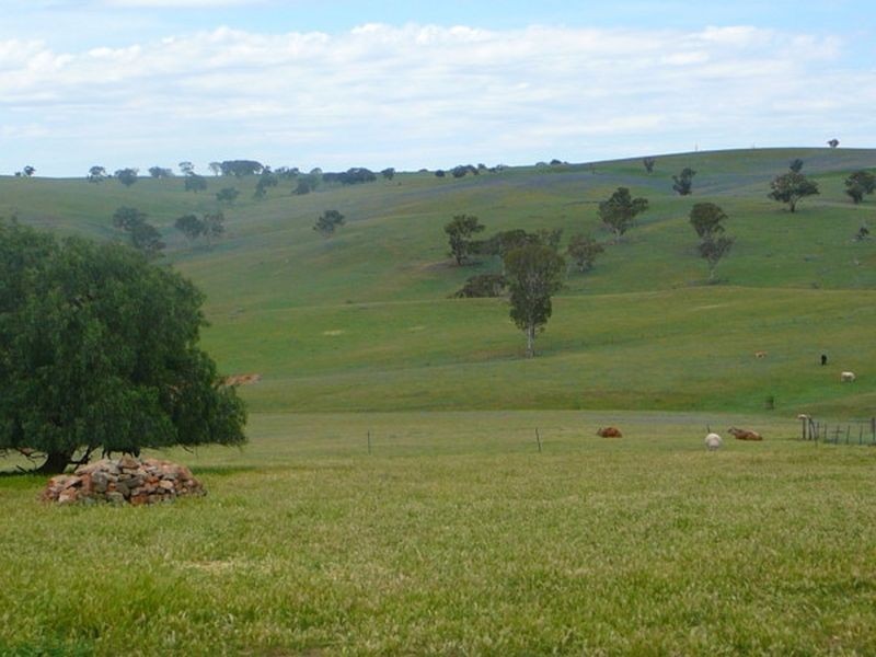 1798 Boorowa Rd, Young NSW 2594