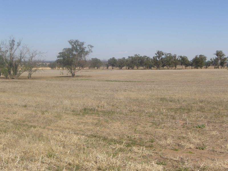 2700 Tubbul Rd, Young NSW 2594