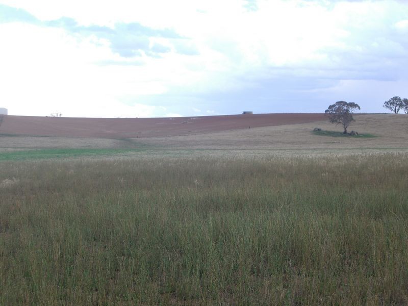 00 Colorado Rd Wallendbeen, Young NSW 2594