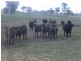 00 Colorado Rd Wallendbeen, Young NSW 2594