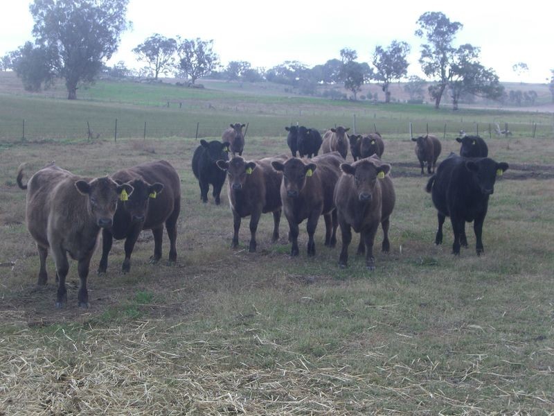 00 Colorado Rd Wallendbeen, Young NSW 2594