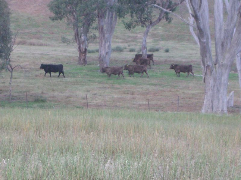 00 Colorado Rd Wallendbeen, Young NSW 2594