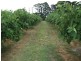 5 Pine Rd, Young NSW 2594