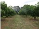 5 Pine Rd, Young NSW 2594