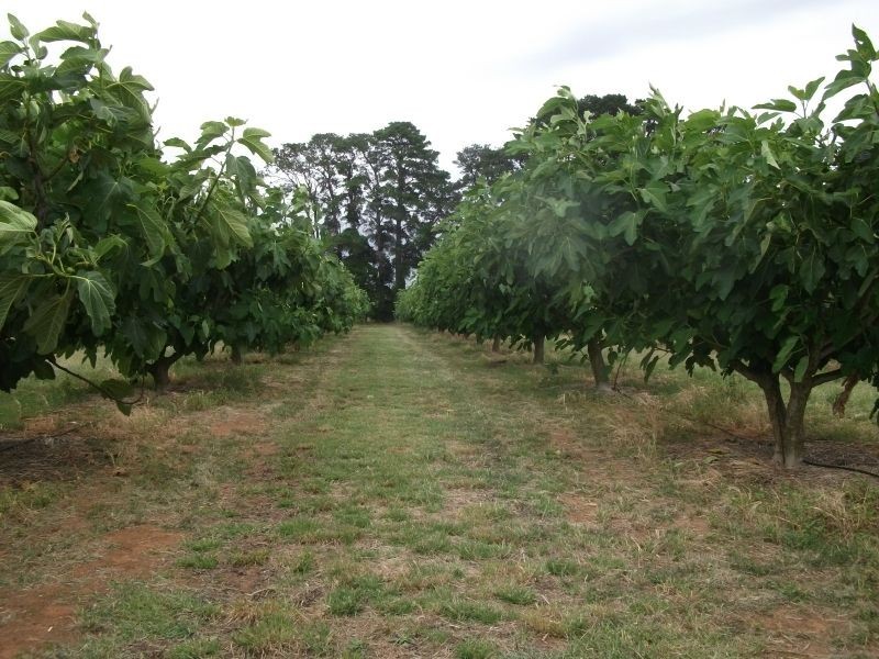 5 Pine Rd, Young NSW 2594