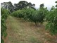 5 Pine Rd, Young NSW 2594