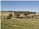 1425 Milvale Rd, Young NSW 2594