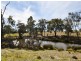 462 Gooloogong Road  “Sold at Auction”, Grenfell NSW 2810