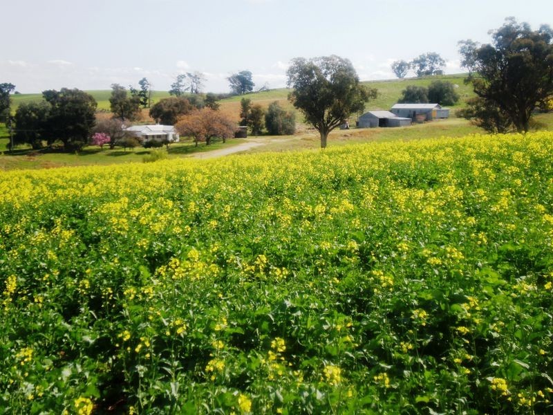 00 Bernies Rd, Young NSW 2594