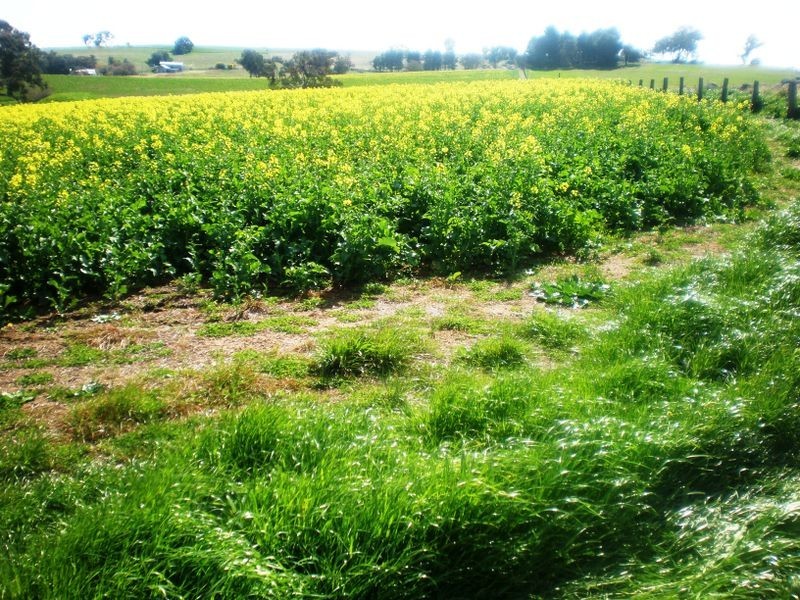 00 Bernies Rd, Young NSW 2594