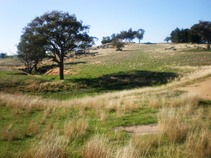 00 Bernies Rd, Young NSW 2594