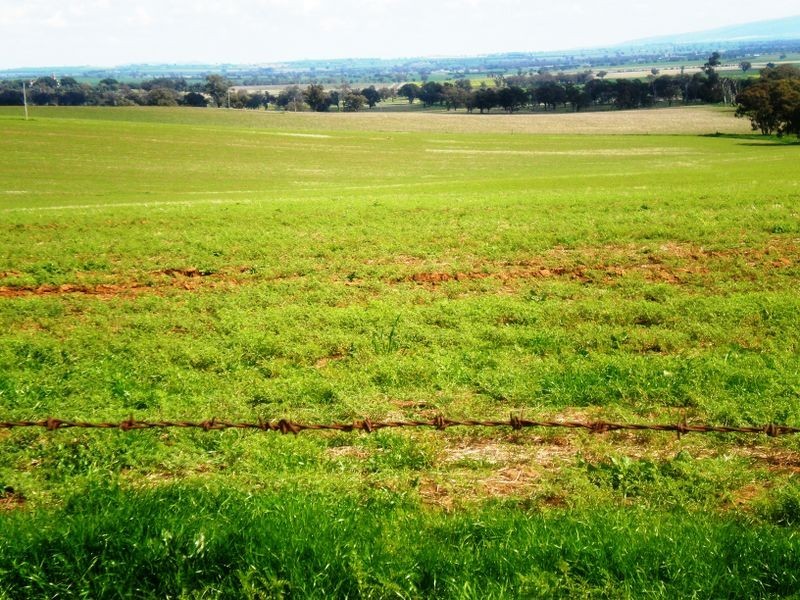 00 Bernies Rd, Young NSW 2594