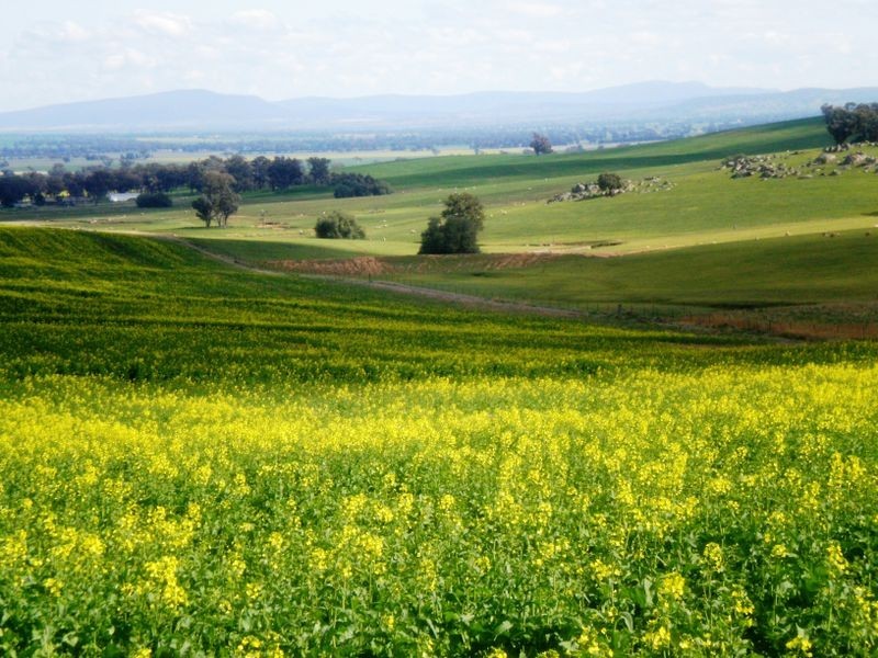 00 Bernies Rd, Young NSW 2594