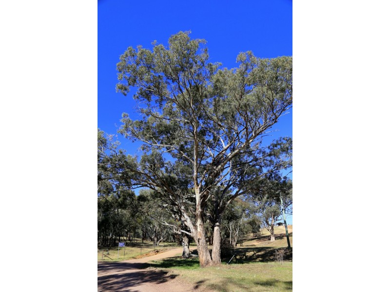 PEAKVIEW 1 Moppity Road, Young NSW 2594