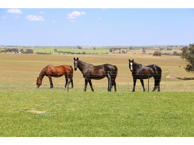 PEAKVIEW 1 Moppity Road, Young NSW 2594