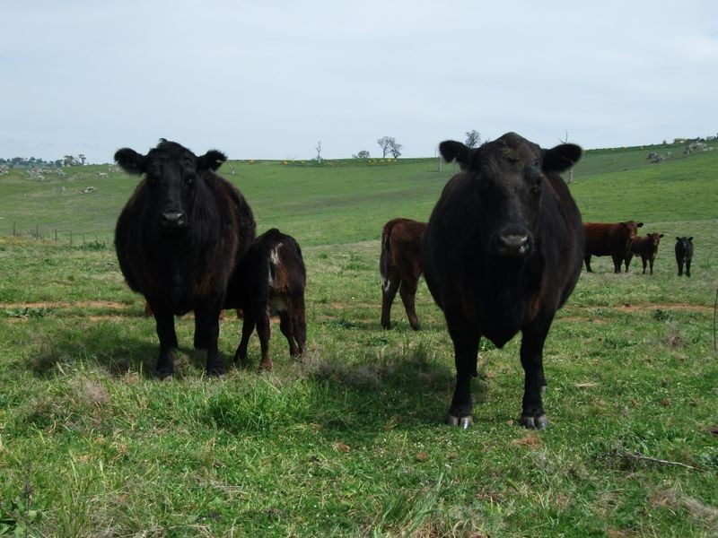 ZENITH Araluen Rd Murrumburrah, Young NSW 2594