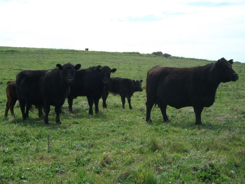 ZENITH Araluen Rd Murrumburrah, Harden NSW 2587