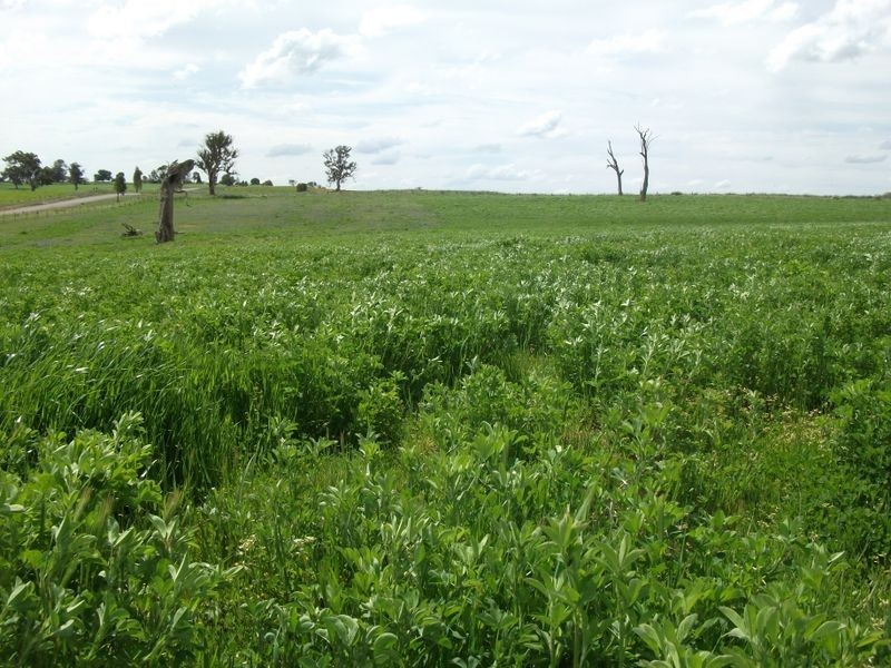 ZENITH Araluen Rd Murrumburrah, Harden NSW 2587