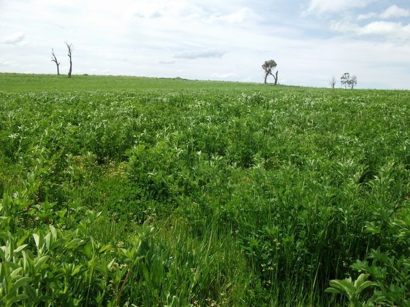 ZENITH Araluen Rd Murrumburrah, Harden NSW 2587