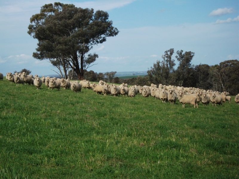 3944 Murringo Rd, Young NSW 2594