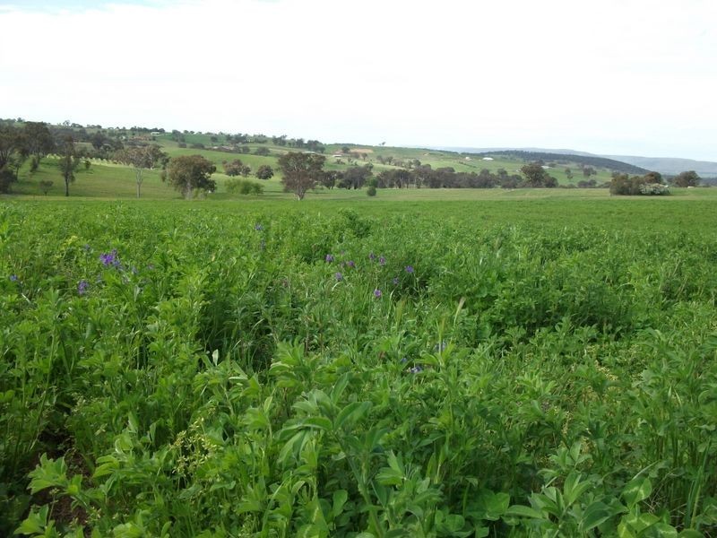 3944 Murringo Rd, Young NSW 2594