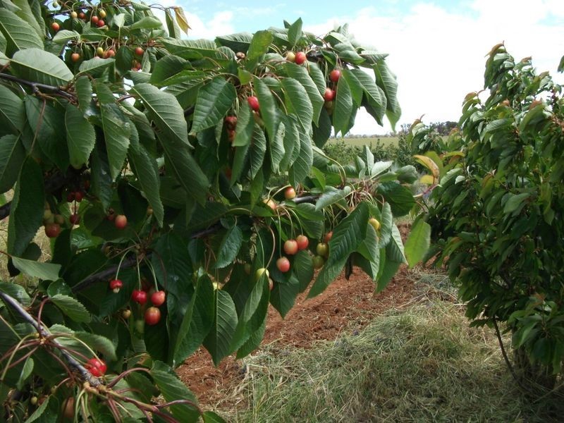 460 Quamby Ss Lane, Young NSW 2594