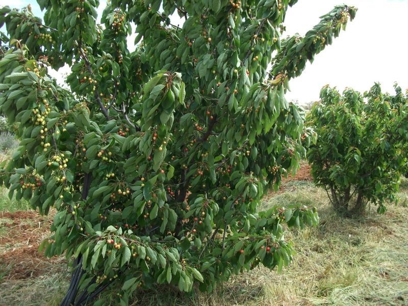 460 Quamby Ss Lane, Young NSW 2594