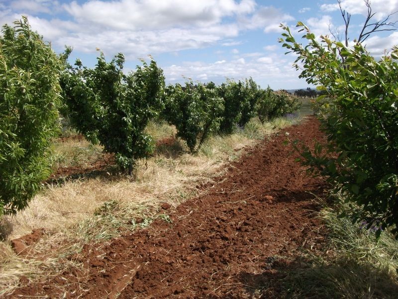 460 Quamby Ss Lane, Young NSW 2594