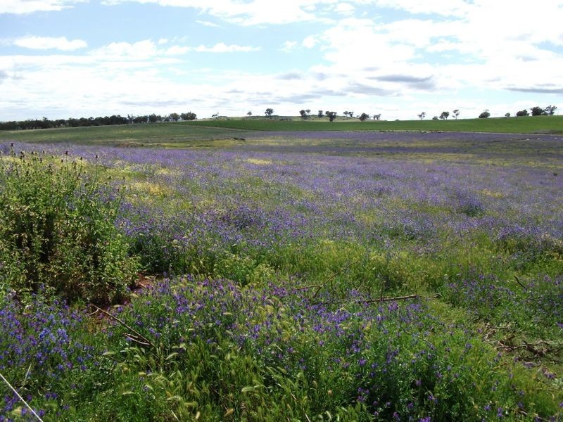 460 Quamby Ss Lane, Young NSW 2594