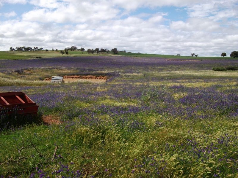 460 Quamby Ss Lane, Young NSW 2594