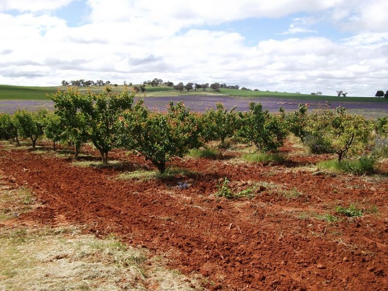 460 Quamby Ss Lane, Young NSW 2594