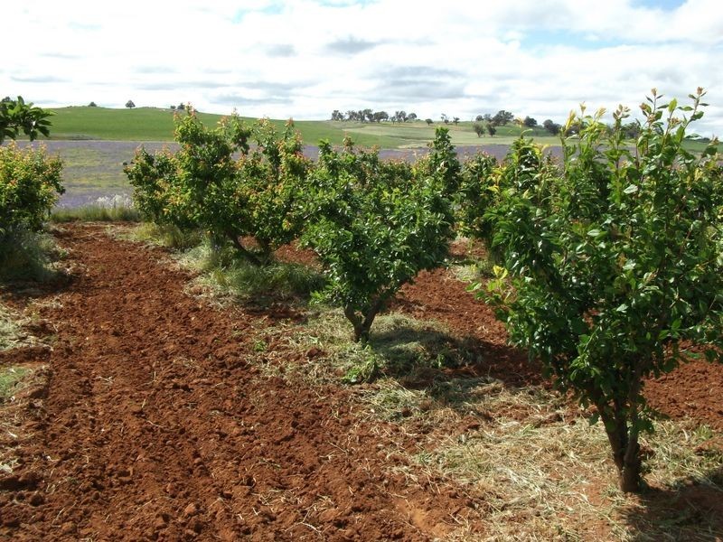 460 Quamby Ss Lane, Young NSW 2594