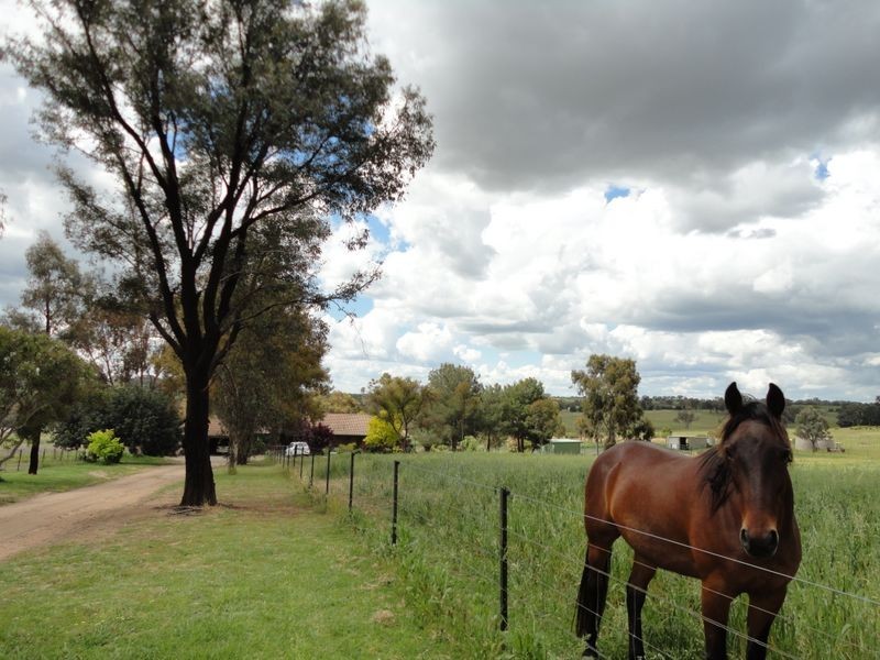 4192 Murringo Road, Young NSW 2594